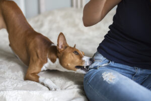 Why Choose Graves Thomas Injury Law Group for Help With a Port St. Lucie Dog Bite Injury Claim?